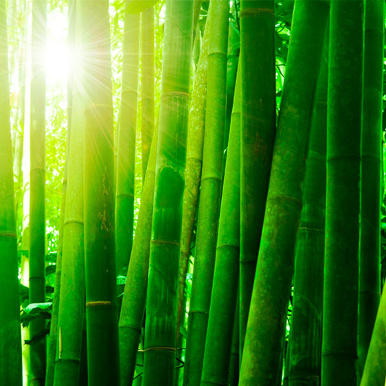 Takeshita = Bambu inclinado